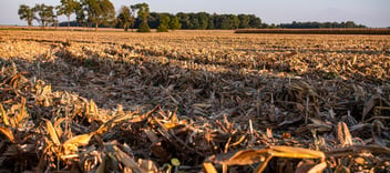 filed with crop